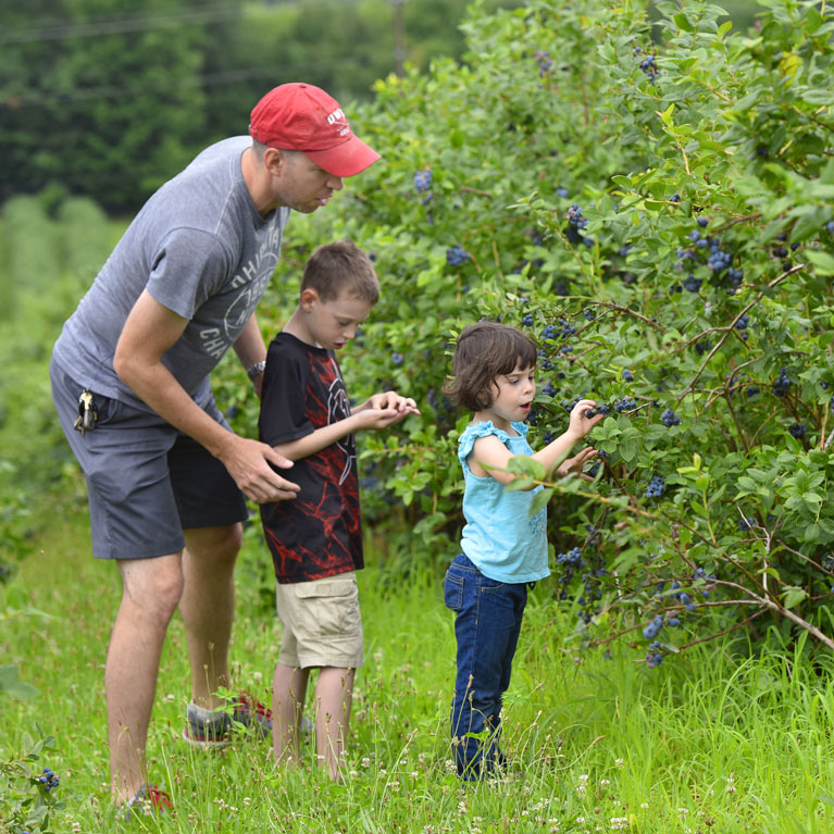 Pick your own summer fruit at The Blueberry Patch. Visit the restaurant and winery, too.