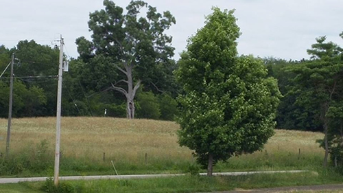 Shawshank Tree Image Submitted by Becky Marchand Yehl May 2016