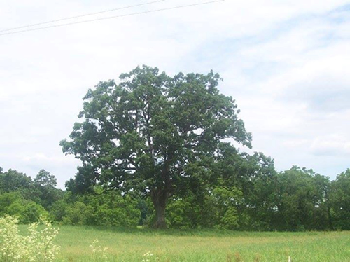 Shawshank Tree Image Submitted by Jim Ferrell June 2010 Shawshank Trail