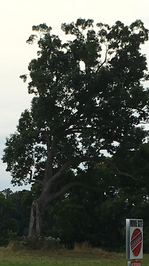 Shawshank Tree Image Submitted by John Masserant Photo taken July 3, 2016