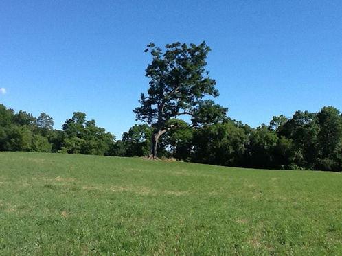 Shawshank Tree Image Submitted by Kevin Heighway June 2012