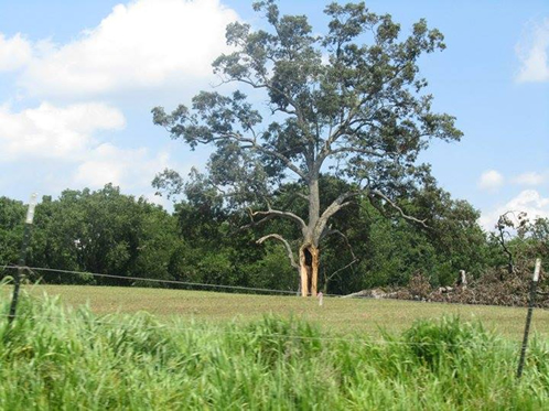 Shawshank Tree Image Submitted by Leanne Pluthero July 2011