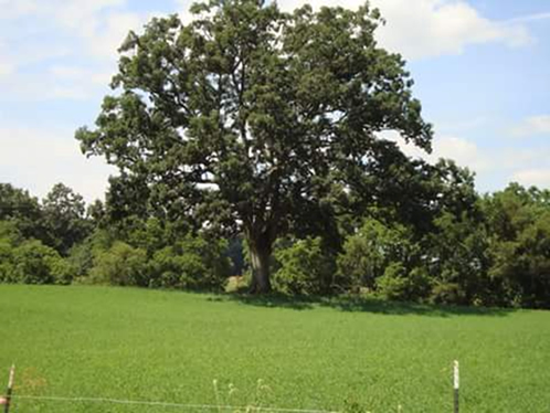 Shawshank Tree Image Submitted byMichelle Gratzmiller July 23 2010