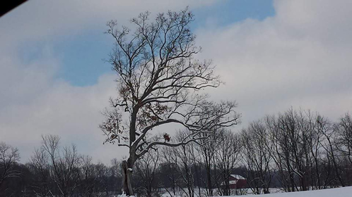 Shawshank Tree Image Submitted by Ryan Flood a cold wintery day