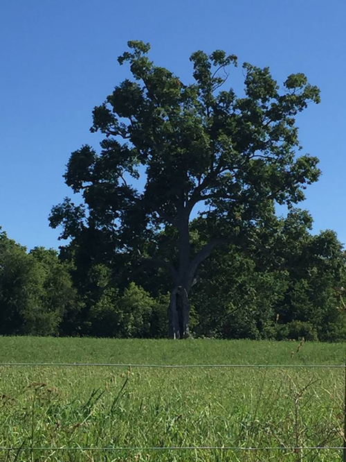 Shawshank Tree Image Submitted by Tricia Irvine