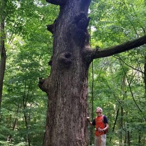 Hiker beside a tall tree