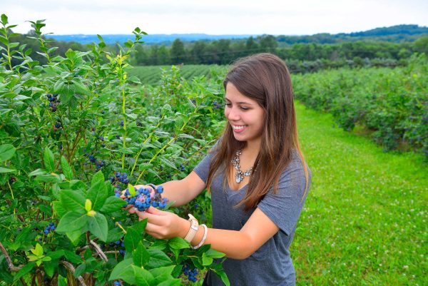 The Blueberry Patch