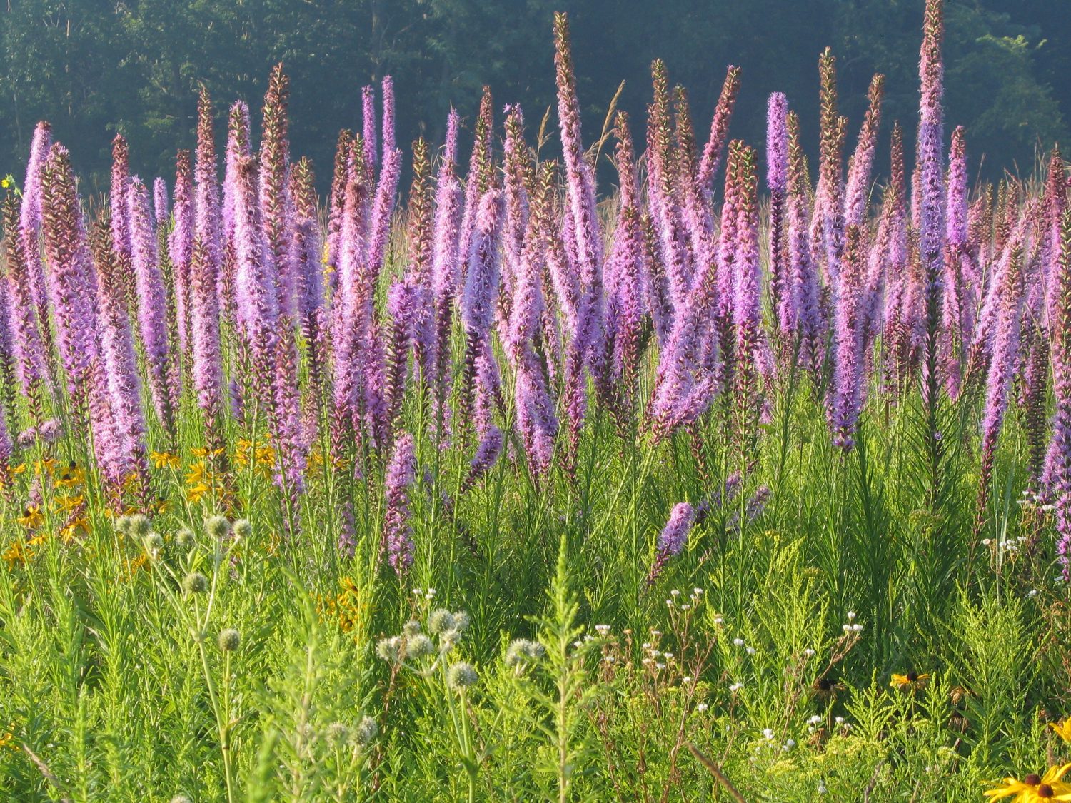 North Central Ohio Land Conservancy