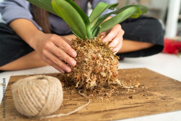 The Art of Kokedama-Orchid Edition
