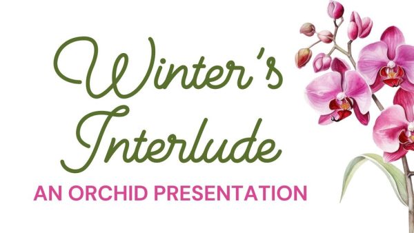 Winter’s Interlude – An Orchid Presentation at Kingwood Center Gardens