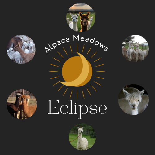 Eclipse at Alpaca Meadows
