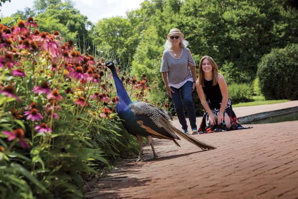 Family Day at Kingwood Center Gardens