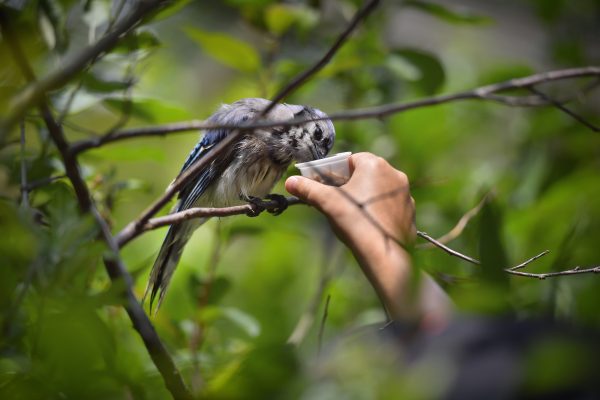 Intermediate Winter Camp at Ohio Bird Sanctuary