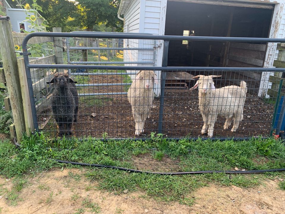 Angora Goat Shearing at Alpaca Meadows