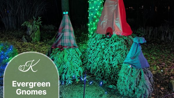 Evergreen Gnomes at Kingwood Center Gardens