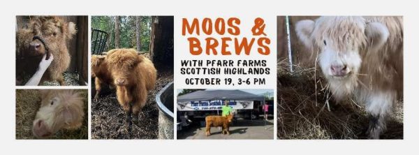 Moos & Brews with Pfarr Farms Scottish Highland in The Brickyard