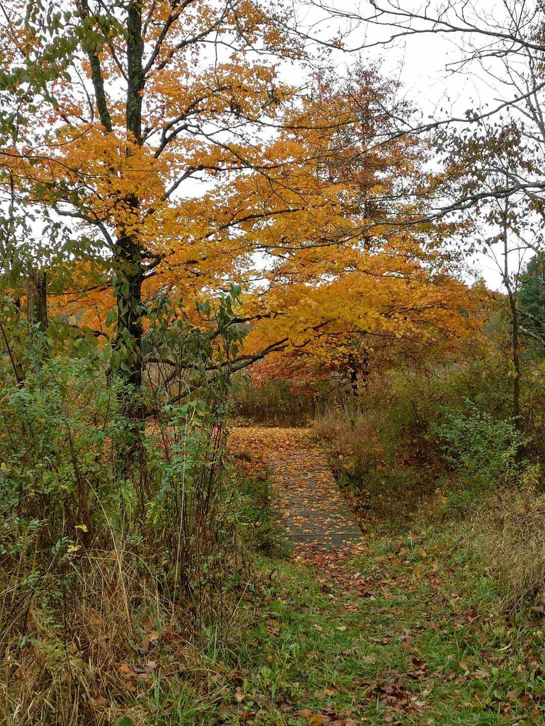 Autumn Nature Walk for Seniors