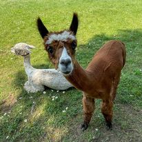 Shady Lane Alpaca Farm