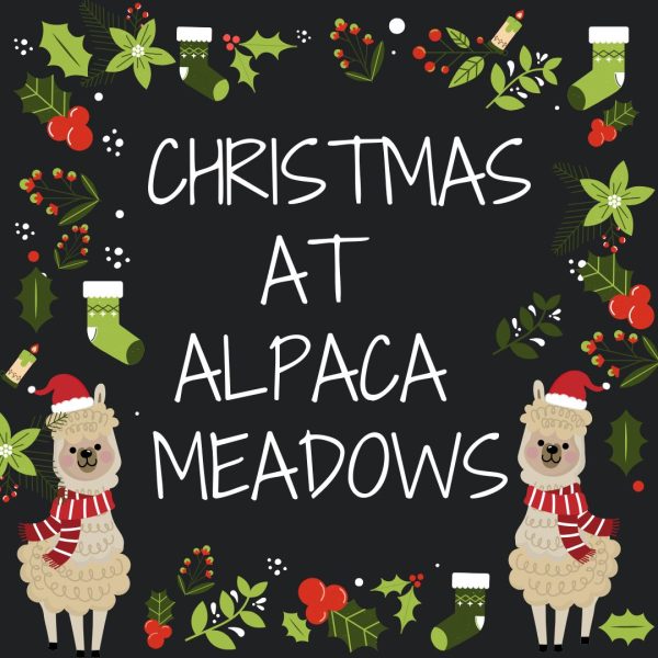 Christmas at Alpaca Meadows