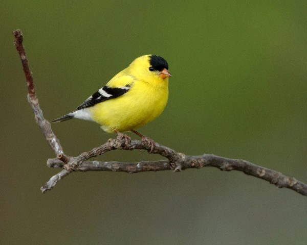 Birds & Breakfast Bird Walk at Tugend Prairie