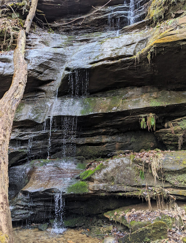 Birds & Breakfast Bird Walk at Hemlock Falls