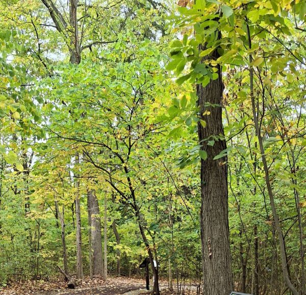 Introduction to Forest Bathing at Kingwood Center Gardens