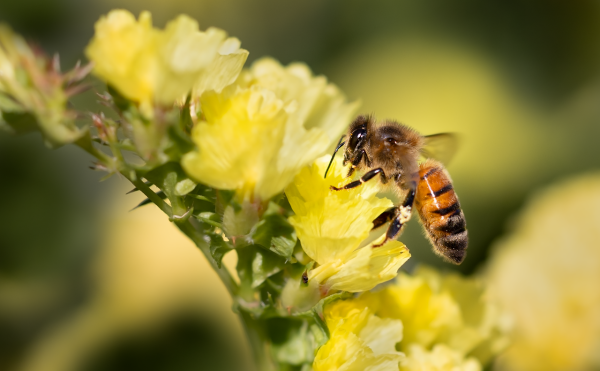 Pollinator Palooza at the Ohio Bird Sanctuary