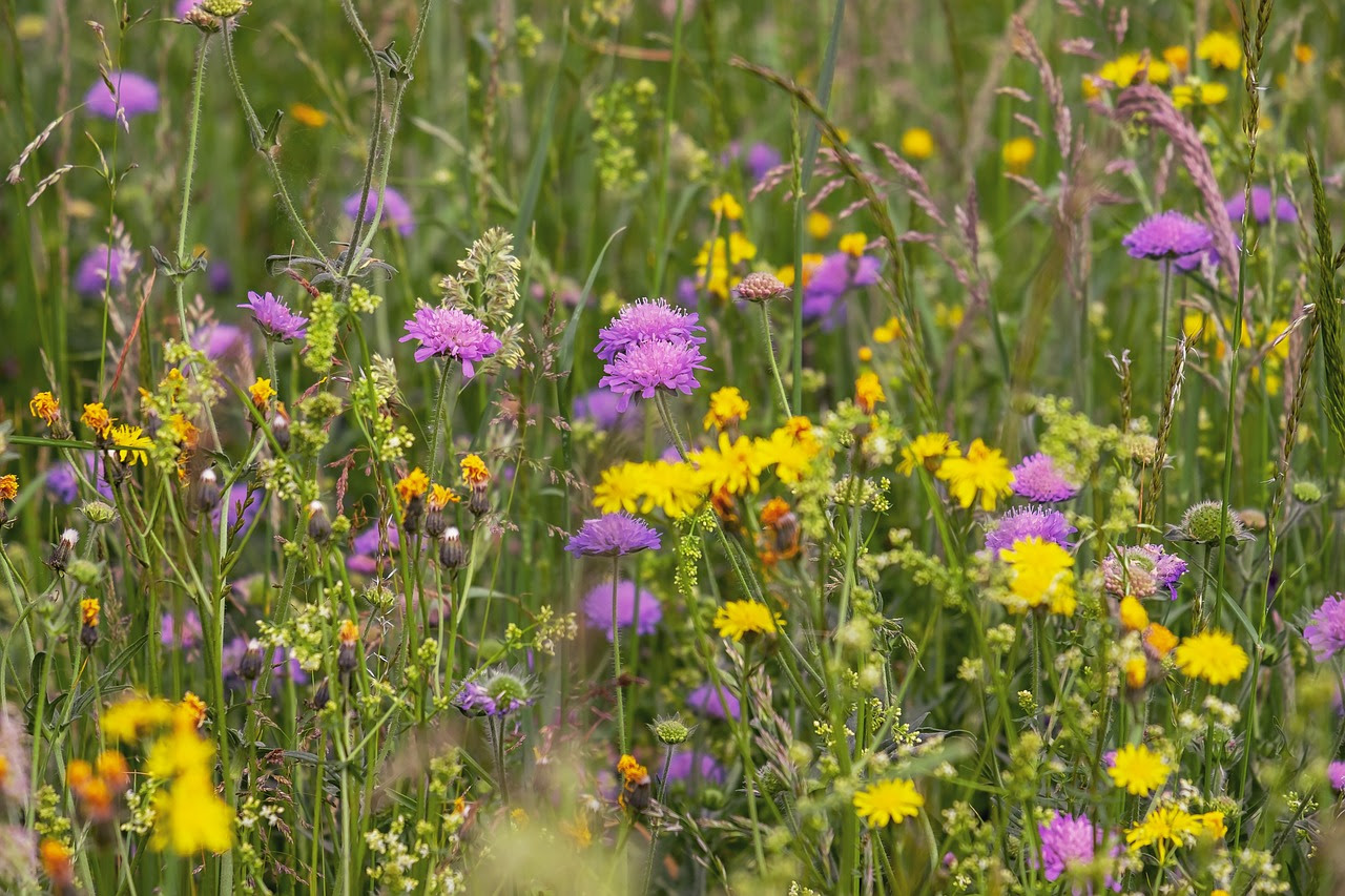 Spring Wildflower Hike at Ohio Bird Sanctuary