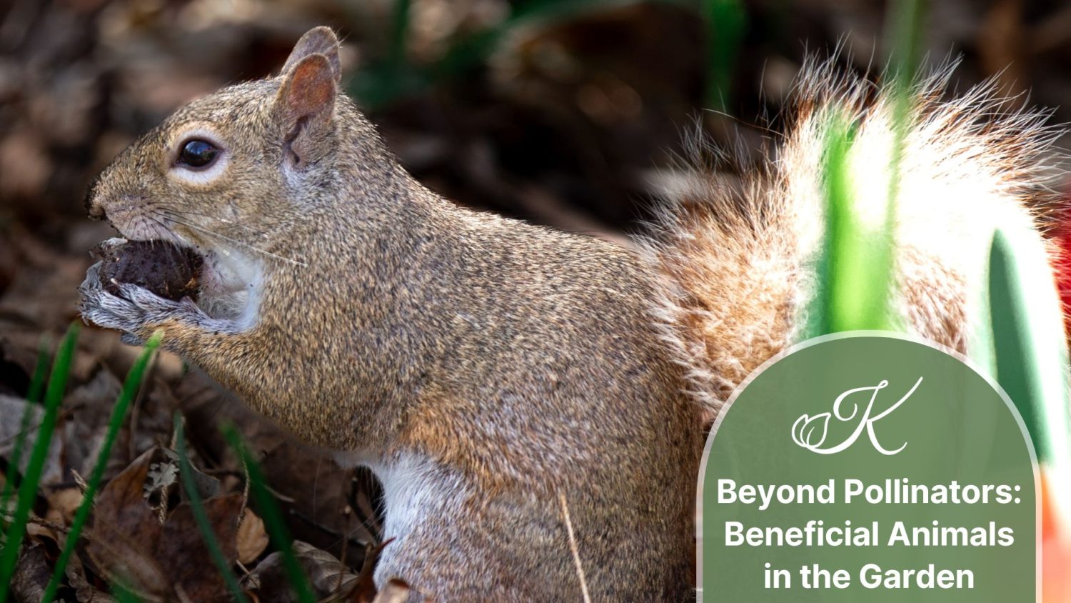 Beyond Pollinators: Beneficial Animals in the Garden Walk & Talk
