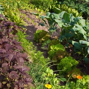 Garden at South Park’s Pioneer Village
