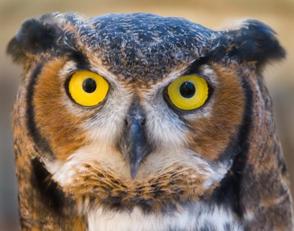 Christmas for the Birds