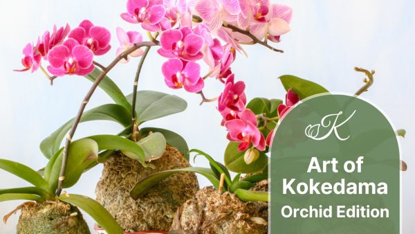 The Art of Kokedama – Orchid Edition