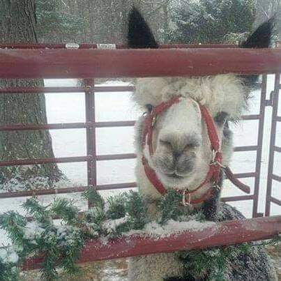 Christmas Open House at Thornapple Hill Alpaca Farm