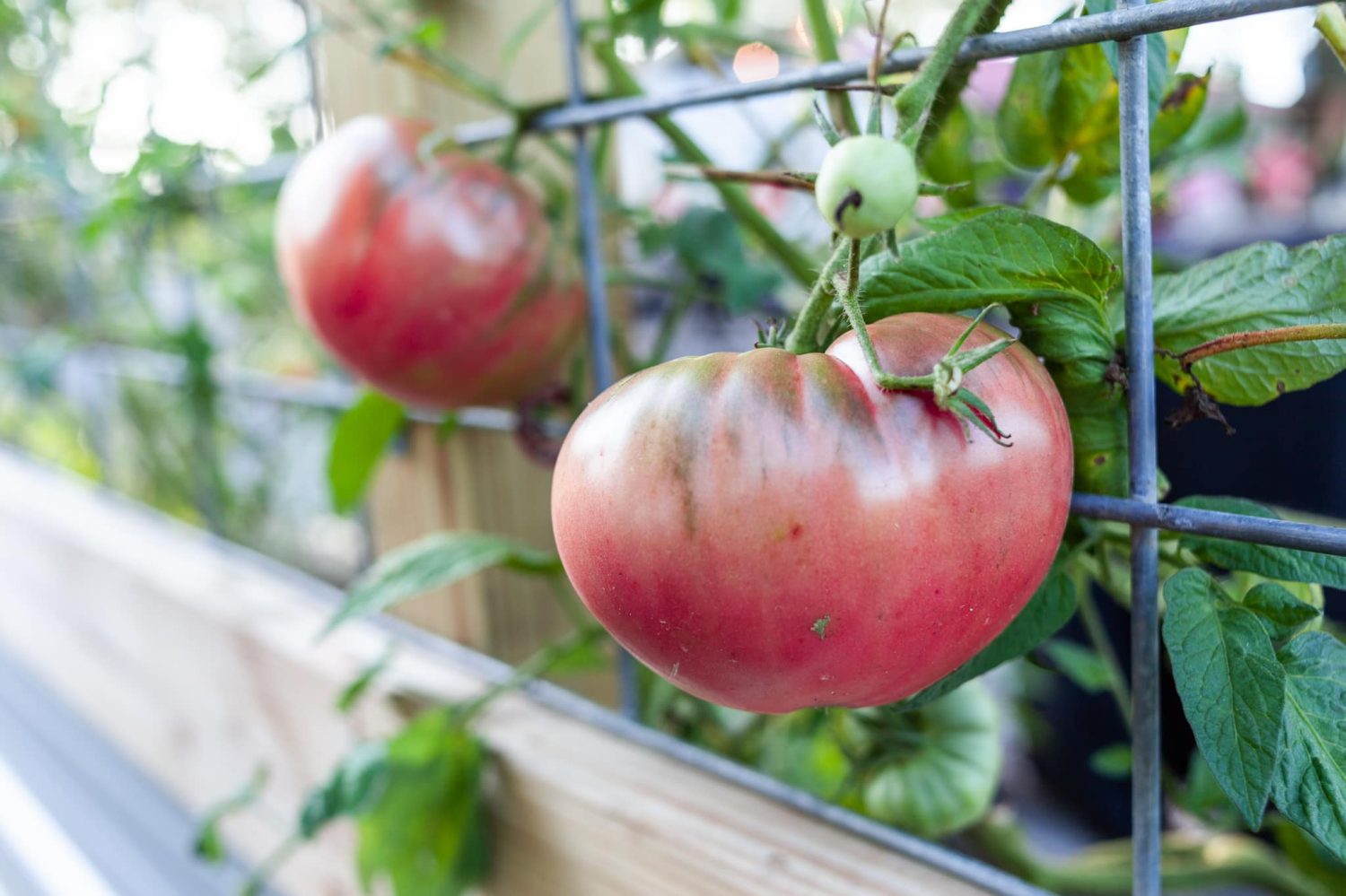 Local Food Producers