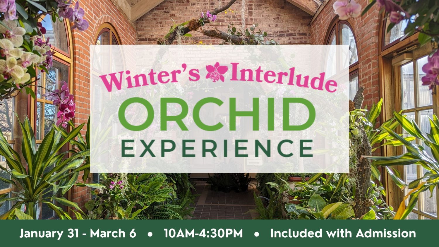 Winter’s Interlude: an Orchid Experience