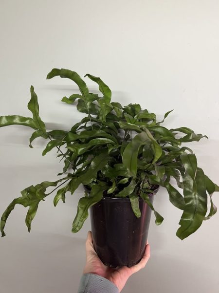 Houseplant Bingo at Hickory Vines Winery