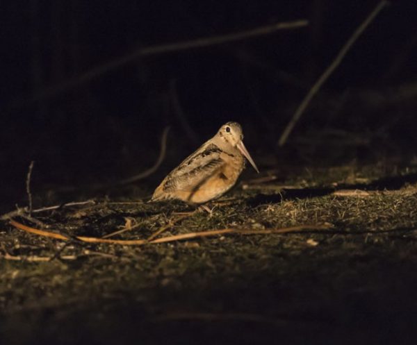 Gorman Nature Center
