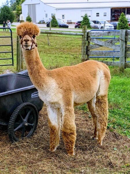 Alpaca Meadows