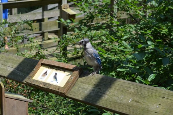 Winter Suet Workshop