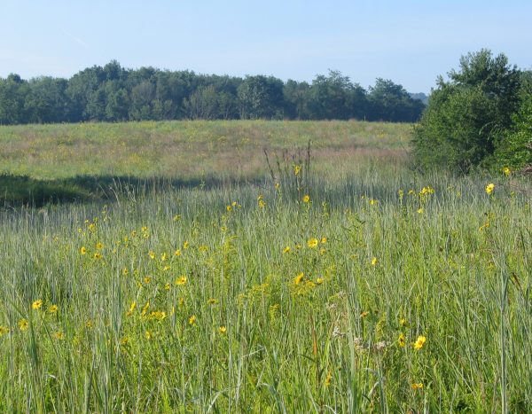 Birds & Breakfast Bird Walk